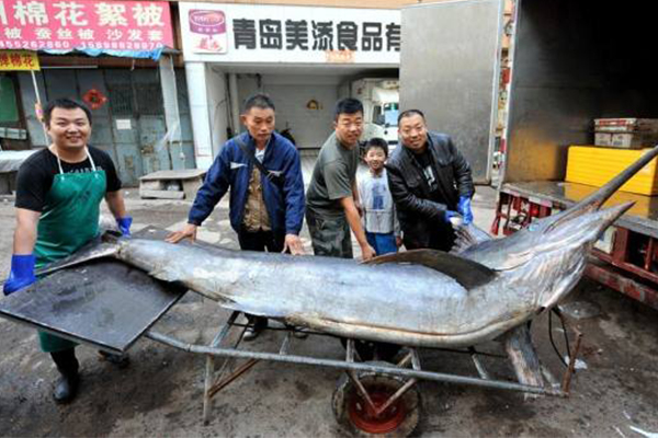 最大的剑鱼多少斤?海中捕获最大剑鱼,破纪录达650公斤418 / 作者:UFO爱好者 / 帖子ID:95654 最大的剑鱼多少斤?海中捕获最大剑鱼,破纪录达650公斤418 / 作者:UFO爱好者 / 帖子ID:95654