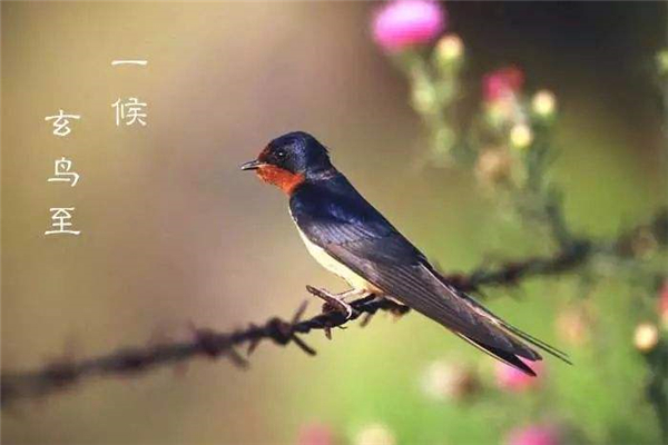 西方人为什么怕玄鸟，西方人怕玄鸟的传说揭秘91 / 作者:UFO爱好者 / 帖子ID:103958