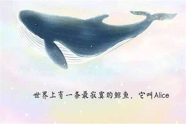 世界上最孤独的鲸鱼：alice鲸鱼还活着吗763 / 作者:UFO爱好者 / 帖子ID:95621