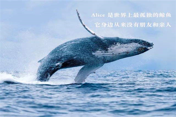世界上最孤独的鲸鱼：alice鲸鱼还活着吗964 / 作者:UFO爱好者 / 帖子ID:95621