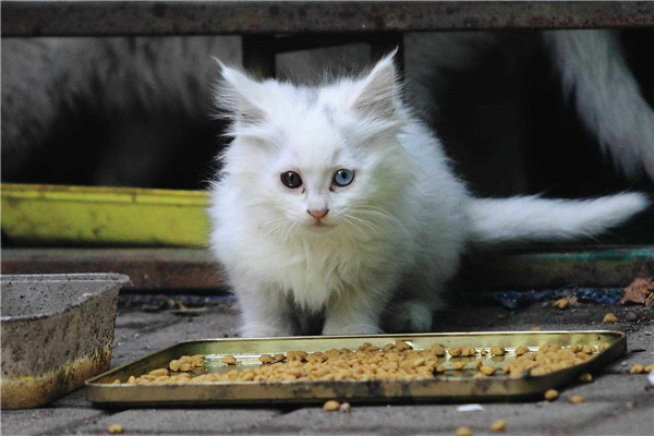 人能吃猫粮吗？能，但千万不要长期或超量吃(损坏健康)869 / 作者:UFO爱好者 / 帖子ID:89894
