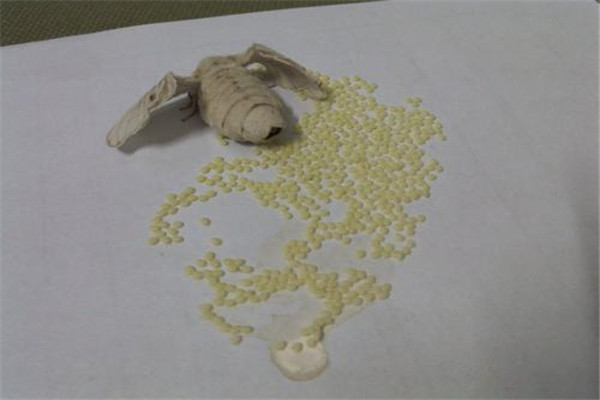 衣服上白色硬卵怎么消除 预防衣服上白色硬卵的办法322 / 作者:UFO爱好者 / 帖子ID:89668