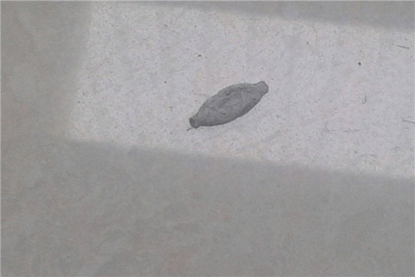 家里有衣蛾一定有窝吗 如何去除衣蛾996 / 作者:UFO爱好者 / 帖子ID:89631