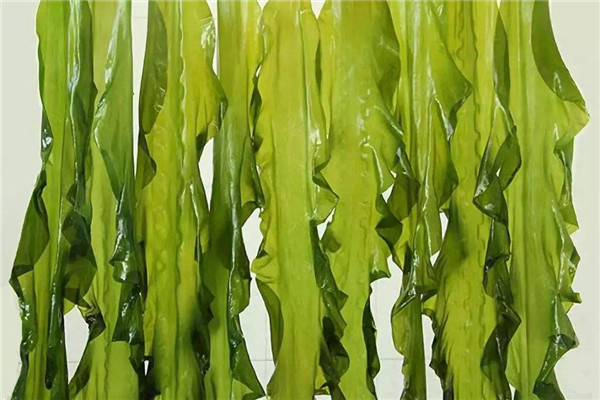 紫菜和海带有什么区别 海带口感爽脆/紫菜绵软(五处不同)728 / 作者:UFO爱好者 / 帖子ID:89522