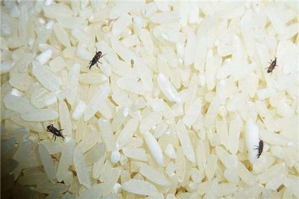 谷牛虫如何消灭 预防谷牛虫出现的办法310 / 作者:UFO爱好者 / 帖子ID:89537