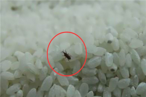 谷牛虫如何消灭 预防谷牛虫出现的办法412 / 作者:UFO爱好者 / 帖子ID:89537