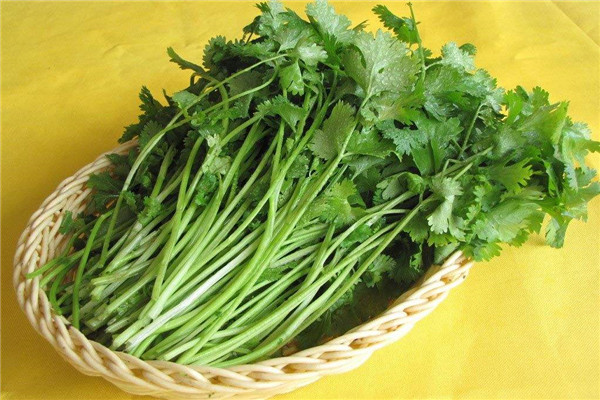 乌鸡和香菜能一起吃吗 营养滋补（但手术患者不建议吃）365 / 作者:UFO爱好者 / 帖子ID:89228