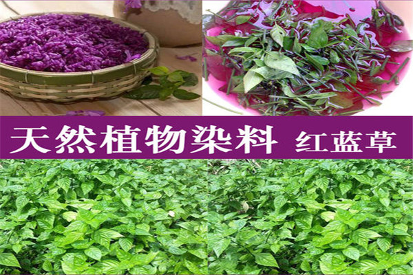 天然染料黑色自制怎么做 桔梗和荒草燃烧泡水(健康安全)133 / 作者:UFO爱好者 / 帖子ID:89230