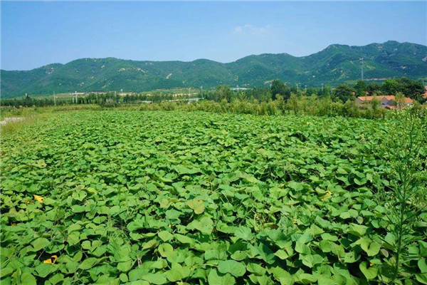 山芋怎么种植方法 山芋种植顺序（四大步骤）909 / 作者:UFO爱好者 / 帖子ID:89223
