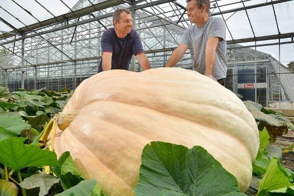 世界上最大的南瓜:重达1900斤 重量相当于一辆小轿车643 / 作者:UFO爱好者 / 帖子ID:94836