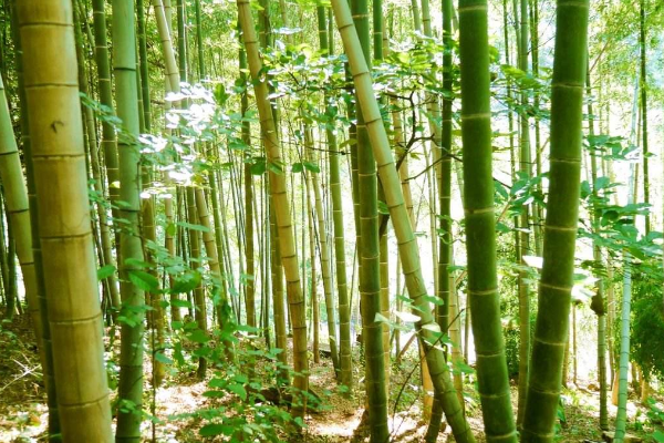 世界上最大的竹子品种:巨龙竹 直径似水桶/最高可长45米778 / 作者:UFO爱好者 / 帖子ID:94816