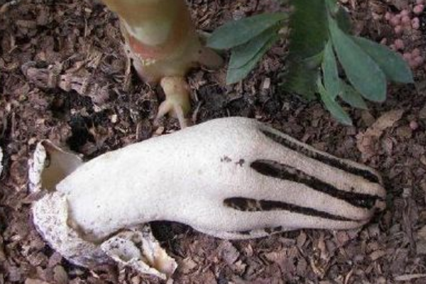 世界上最像眼球的植物:白色类叶升麻(酷似死人眼球)154 / 作者:UFO爱好者 / 帖子ID:94670