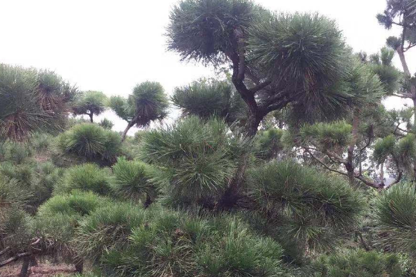 世界上最能抵抗紫外线的植物:南欧黑松(火星上活635小时)862 / 作者:UFO爱好者 / 帖子ID:94637