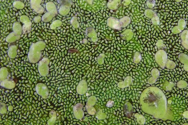 世界最小花:芜萍 仅缝衣针头大小(直径0.5毫米)687 / 作者:UFO爱好者 / 帖子ID:94641