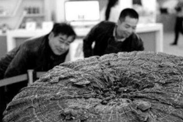 世界上最大的灵芝:长1.7米/重440斤(曾叫出28.8万高价)677 / 作者:UFO爱好者 / 帖子ID:94600