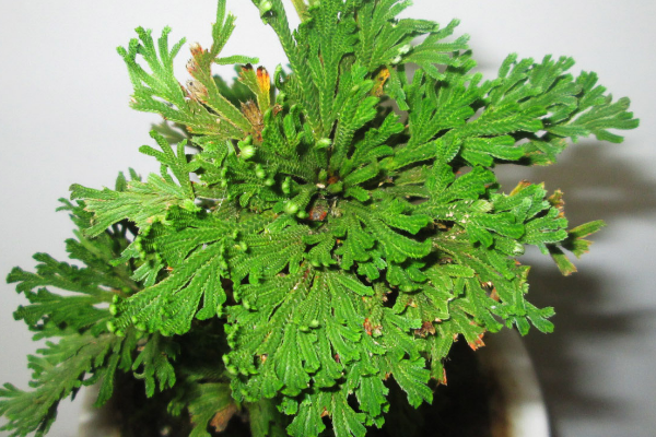 世界十大奇特植物:第一全球仅2千朵 第九受伤会流血188 / 作者:UFO爱好者 / 帖子ID:94311