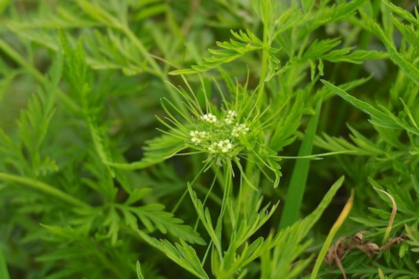 世界上最危险的植物:蓖麻上榜 第六仅一片叶子就致命326 / 作者:UFO爱好者 / 帖子ID:94375