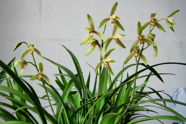 世界最香的花:香味可飘散5公里(枯死依然有花香)601 / 作者:UFO爱好者 / 帖子ID:94494