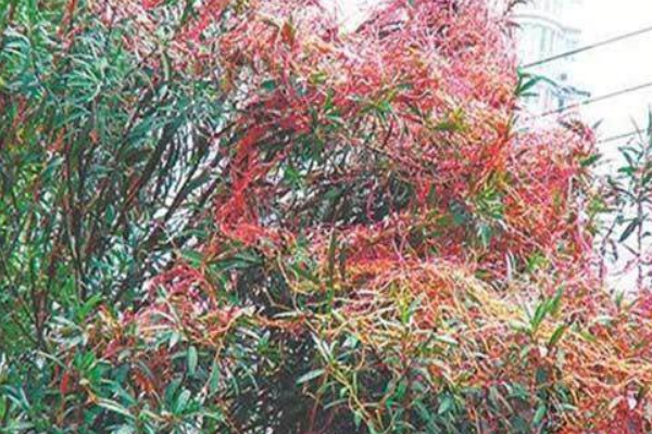 世界上最神奇的吸血植物:腐肤吸血(连手套也能穿透)448 / 作者:UFO爱好者 / 帖子ID:94177