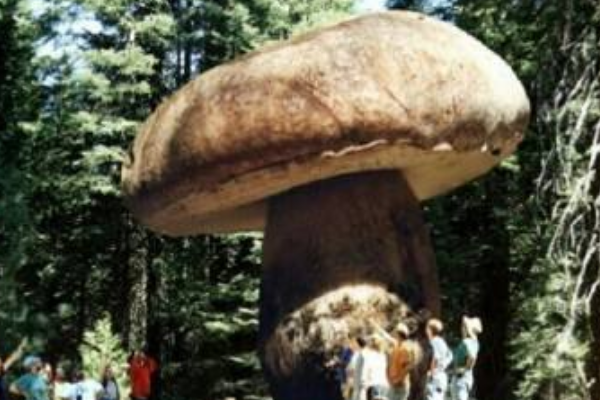 世界上最大的蘑菇:占地890公顷(相当于天安门广场)691 / 作者:UFO爱好者 / 帖子ID:94095