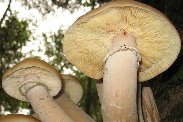 世界上最大的蘑菇:占地890公顷(相当于天安门广场)840 / 作者:UFO爱好者 / 帖子ID:94095