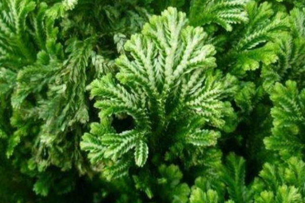 盘点世界上生命力最顽强的植物:第一能耐受零下273度790 / 作者:UFO爱好者 / 帖子ID:93898
