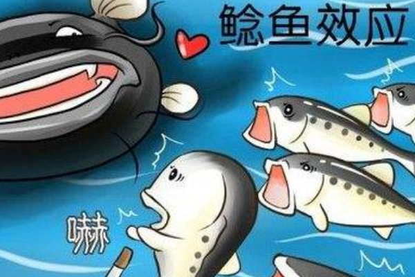 鲶鱼效应告诉我们什么道理?引进鲶鱼型人才激发竞争633 / 作者:UFO爱好者 / 帖子ID:73374
