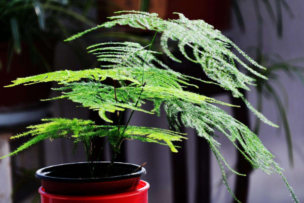 世界上叶子最小的树:需要放大镜才能看到(仅数毫米)204 / 作者:UFO爱好者 / 帖子ID:93461