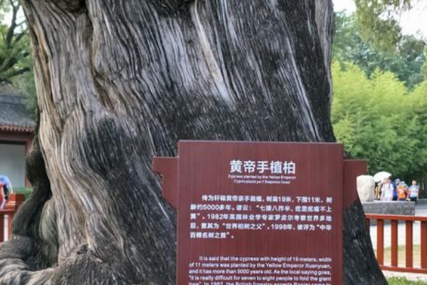 中国现存最古老的树:轩辕柏 由黄帝栽种(存活5千年)34 / 作者:UFO爱好者 / 帖子ID:93393