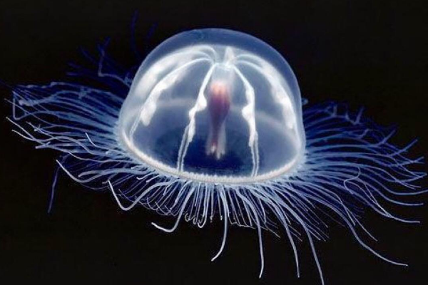 世界上最强大的生物:第三永生 第一能抗自重的1180倍力561 / 作者:UFO爱好者 / 帖子ID:93387