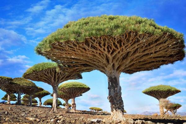 世界上最壮观的14个自然风景:火山喷泥浆 海水泛荧光553 / 作者:UFO爱好者 / 帖子ID:93270