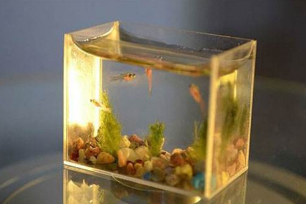 世界上最小的水族馆：装水仅10毫升(不足婴儿手掌大)426 / 作者:UFO爱好者 / 帖子ID:92903