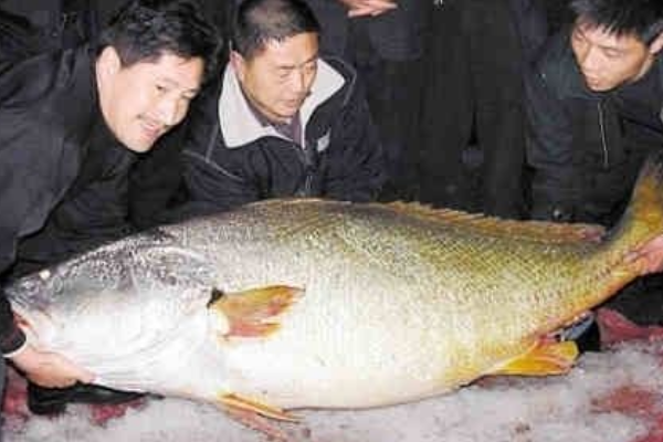 世界上最贵的海鲜:140斤拍出345万天价(产自中国南海)392 / 作者:UFO爱好者 / 帖子ID:92776