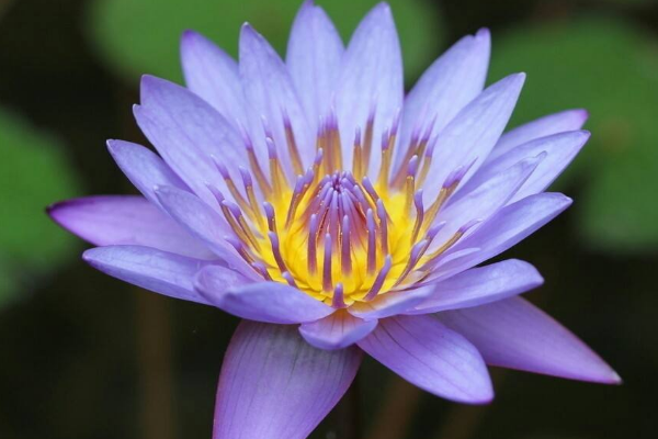 世界上最贵的10种鲜花:兰花多次上榜 第一卖出2695万元天价192 / 作者:UFO爱好者 / 帖子ID:92691