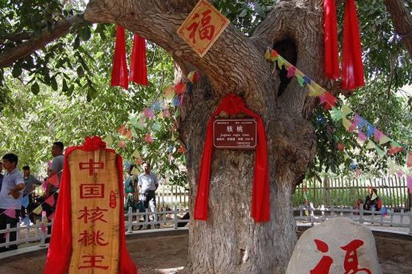世界上最贵的核桃:一公斤6万元(全是千年古树结的果)303 / 作者:UFO爱好者 / 帖子ID:92659