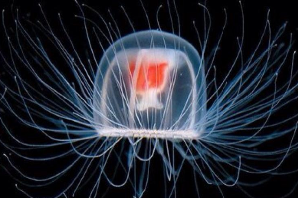 世界上最长寿的动物排行:第一永生 第二最长能活4500年633 / 作者:UFO爱好者 / 帖子ID:92335