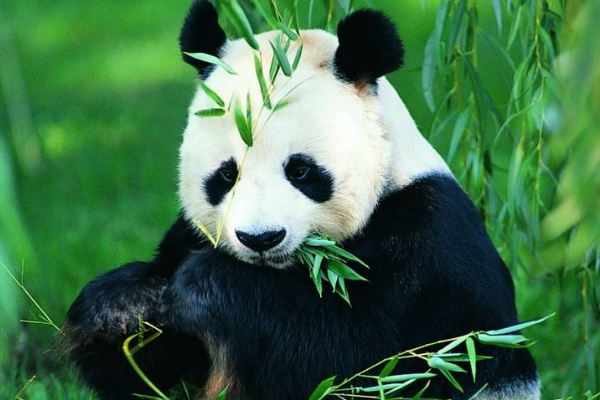 大熊猫祖先是什么动物?八百万年前还是吃肉猛兽101 / 作者:UFO爱好者 / 帖子ID:72477