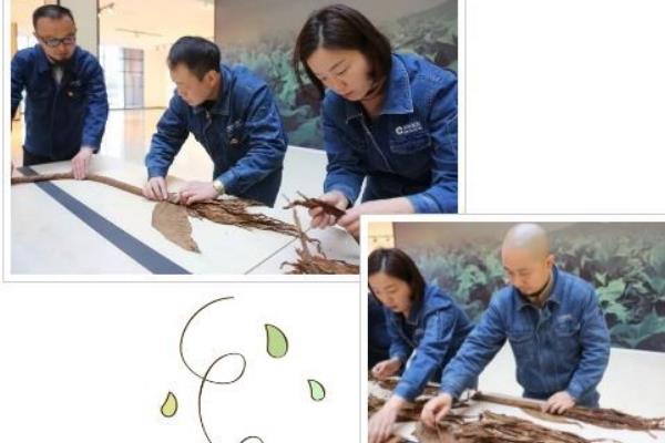 世界上最长的雪茄:耗费118公斤烟叶(全长119米)289 / 作者:UFO爱好者 / 帖子ID:90258