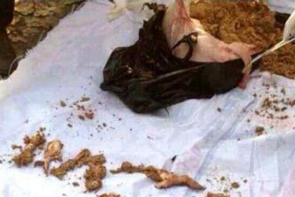江苏母猪吃人事件:母猪啃咬两岁男童(猪腹中发现毛发)31 / 作者:UFO爱好者 / 帖子ID:101029