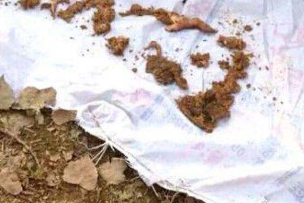 江苏母猪吃人事件:母猪啃咬两岁男童(猪腹中发现毛发)357 / 作者:UFO爱好者 / 帖子ID:101029