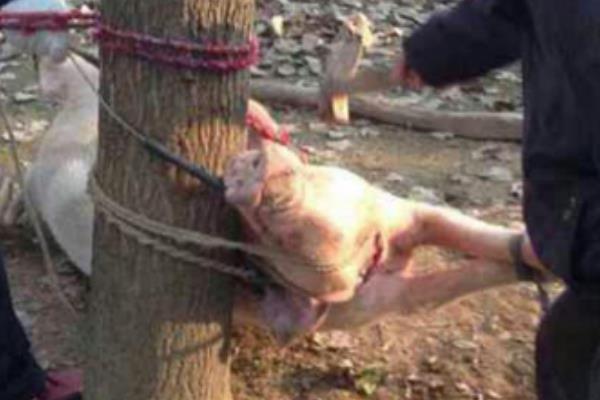 江苏母猪吃人事件:母猪啃咬两岁男童(猪腹中发现毛发)745 / 作者:UFO爱好者 / 帖子ID:101029