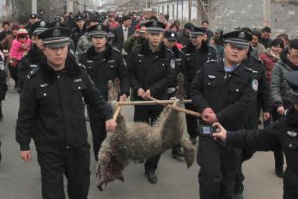 山东枣庄狼伤人事件:追赶两小时才将狼击毙(咬死两人)739 / 作者:UFO爱好者 / 帖子ID:101015