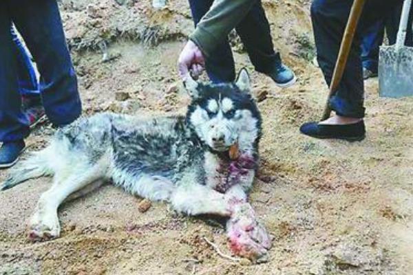 山东枣庄狼伤人事件:追赶两小时才将狼击毙(咬死两人)984 / 作者:UFO爱好者 / 帖子ID:101015