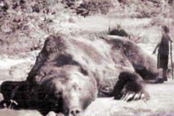 史上最惨动物吃人事件:近三米巨熊咬死7人(丧生胸腹)730 / 作者:UFO爱好者 / 帖子ID:100892