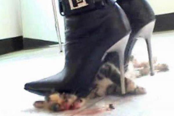 10·15浙江活剥小猫事件处理结果:女子活剥猫皮(笑容满面)424 / 作者:UFO爱好者 / 帖子ID:100756
