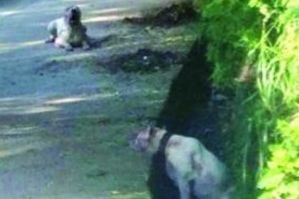 遵义狗咬死人事件:一只撕咬一只看守(老人被拖行数十米)409 / 作者:UFO爱好者 / 帖子ID:100681