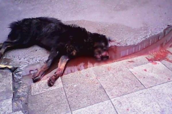 藏獒吃主人真相揭秘:藏獒仅饲养六个月(主人脖子被咬烂)90 / 作者:UFO爱好者 / 帖子ID:100621