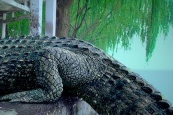 2011年西湖鳄鱼事件是真的吗?8米长的鳄鱼是真是假162 / 作者:UFO爱好者 / 帖子ID:100611