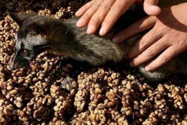 世界上最贵的猫屎咖啡:价值500美金(泡上一杯就值800元)957 / 作者:UFO爱好者 / 帖子ID:90081