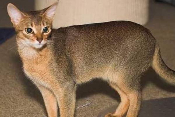 世界上血统最高贵的猫：阿比西尼亚猫(诞生于四千年前)804 / 作者:UFO爱好者 / 帖子ID:89963